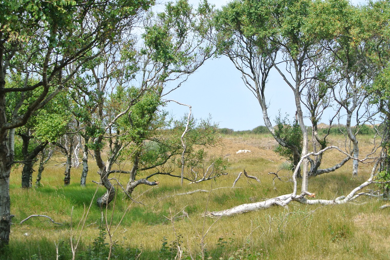 island trees  nature  landscape free photo