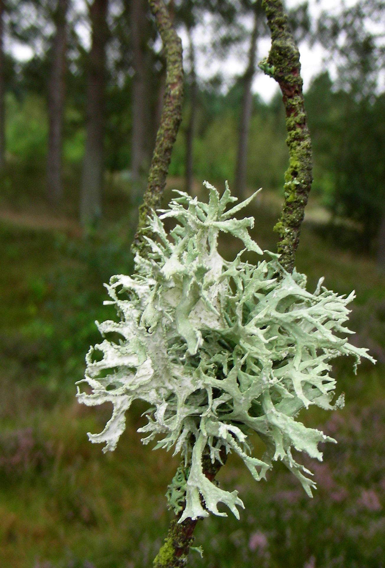 lichen moss reindeer moss free photo