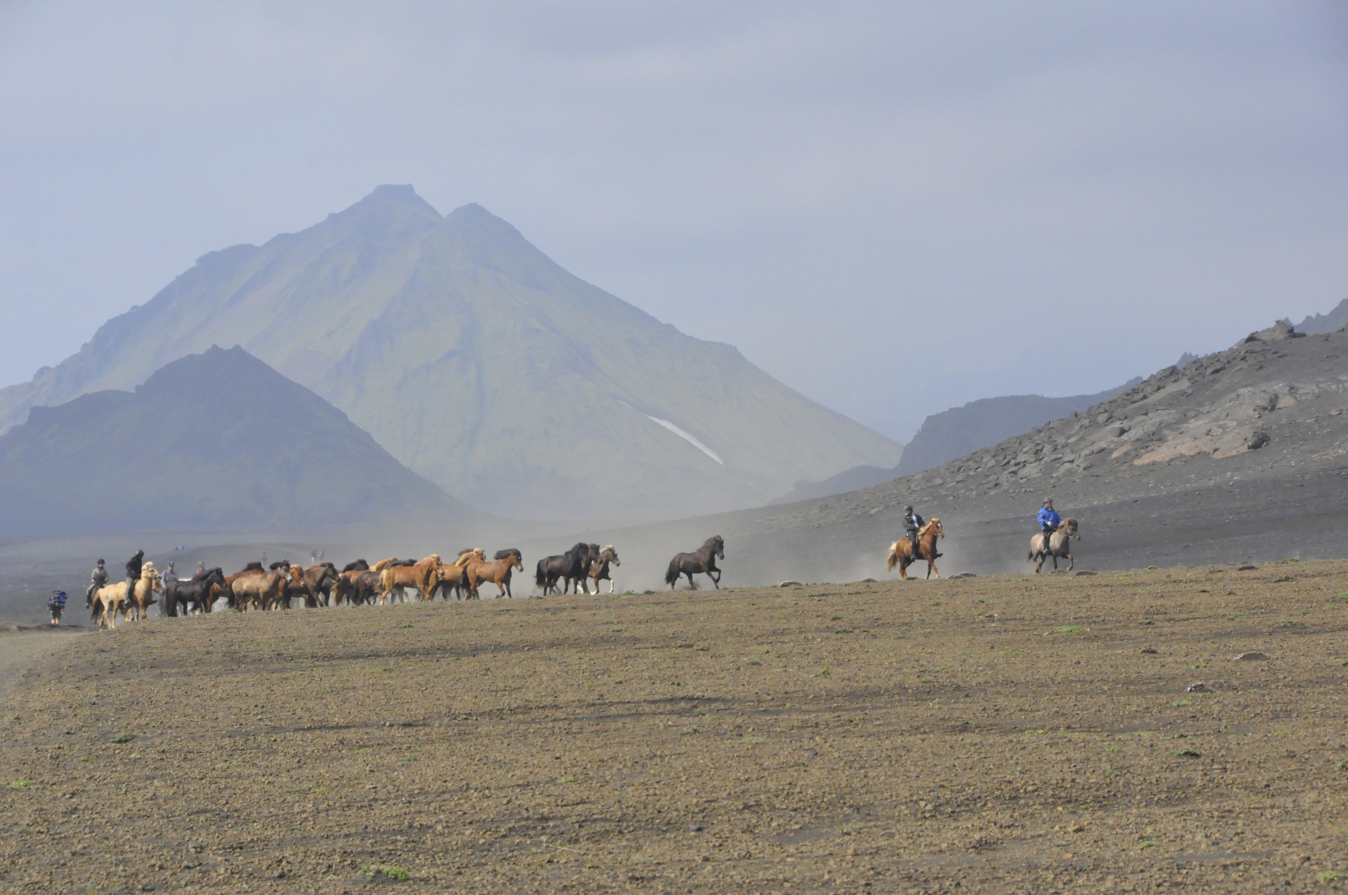 horses horse rider free photo