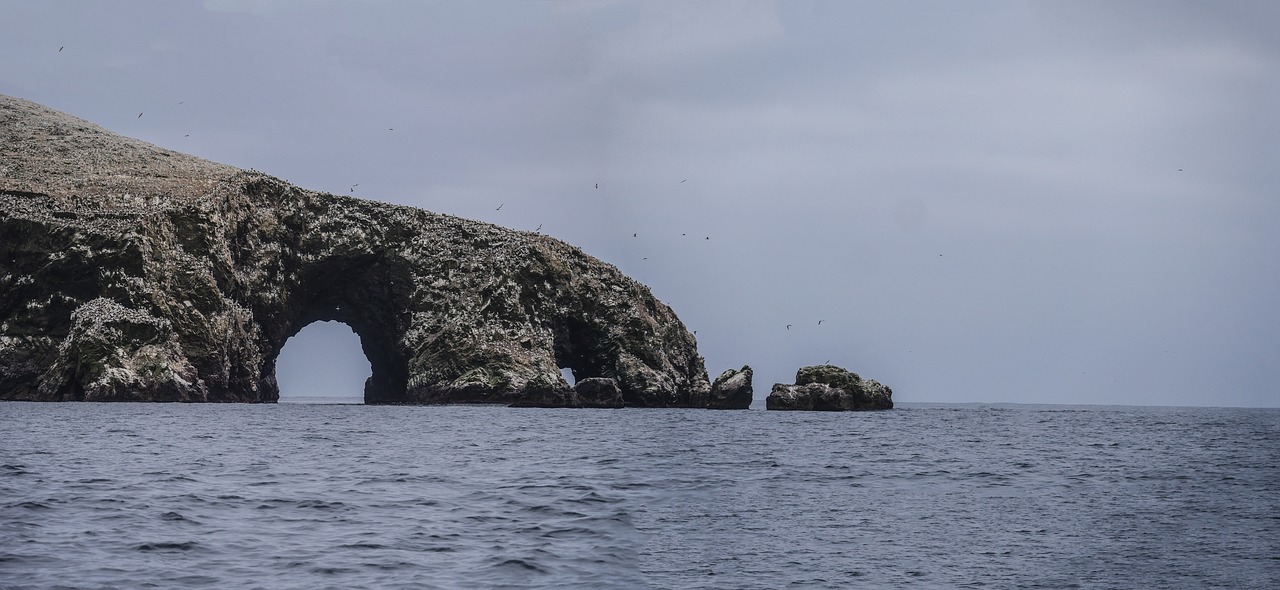 islas ballestas  birds  breed free photo