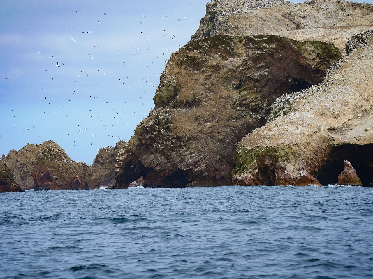 islas ballestas  birds  breed free photo