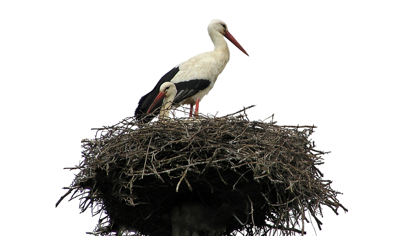 isolated white stork free photo