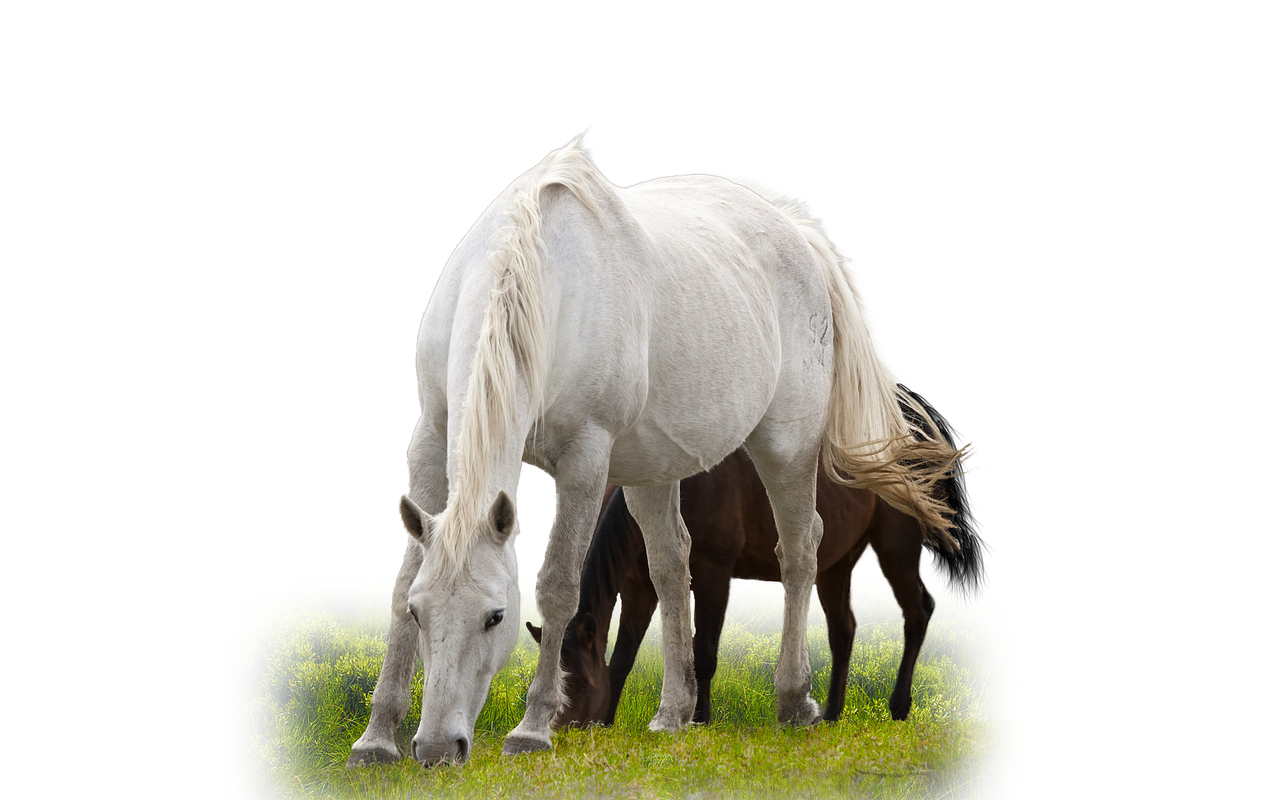 isolated horse animal free photo