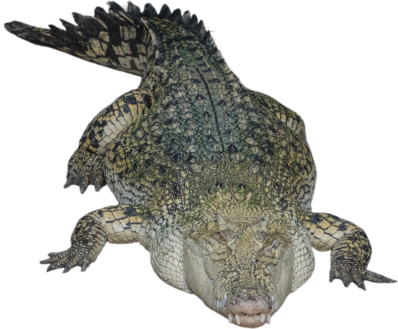 isolated crocodile alligator free photo
