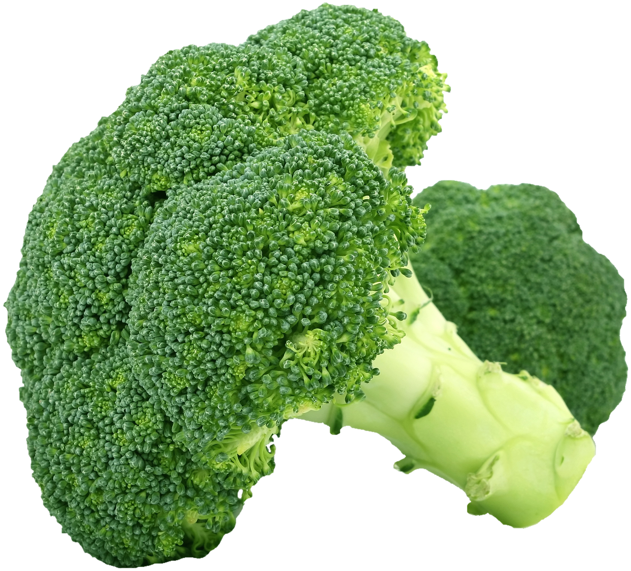 isolated broccoli vegetables free photo