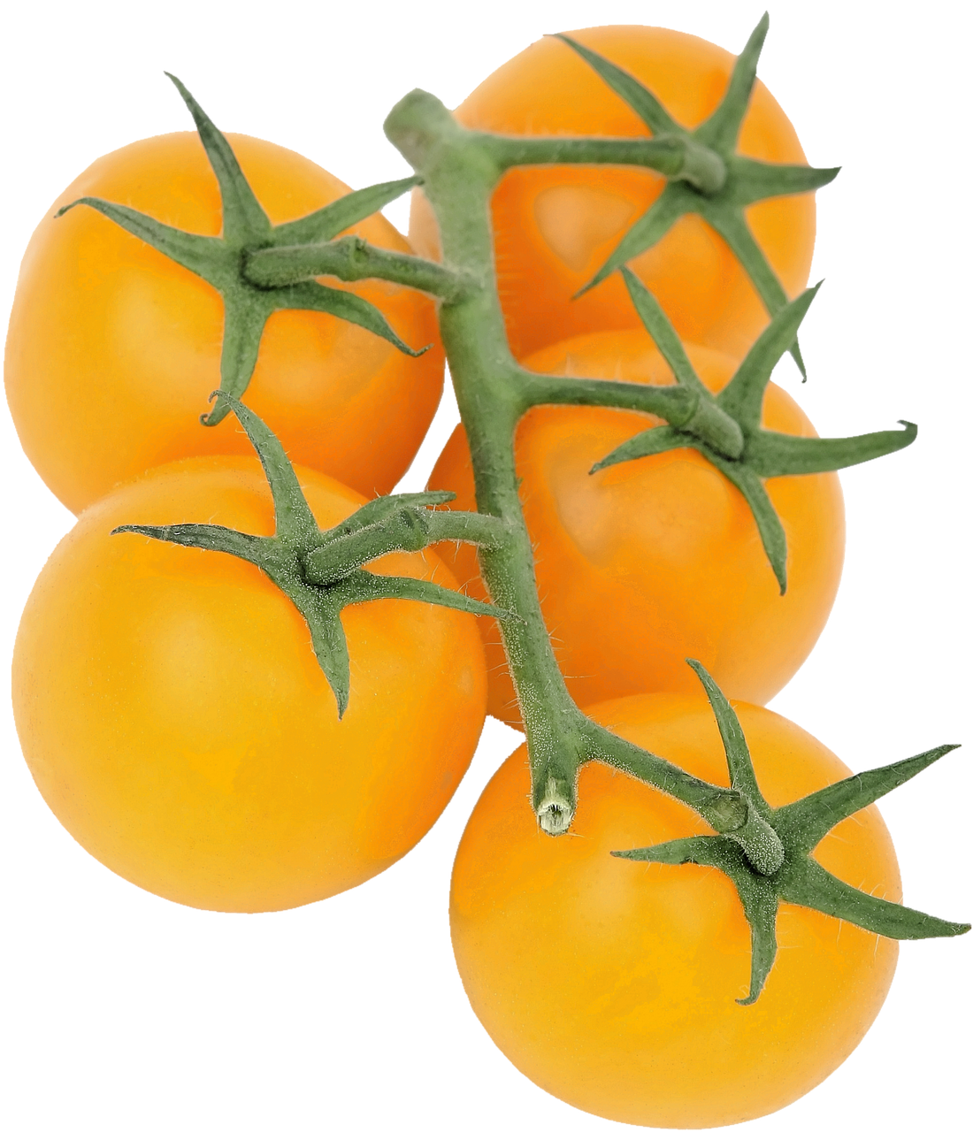 isolated astrauchtomaten yellow free photo