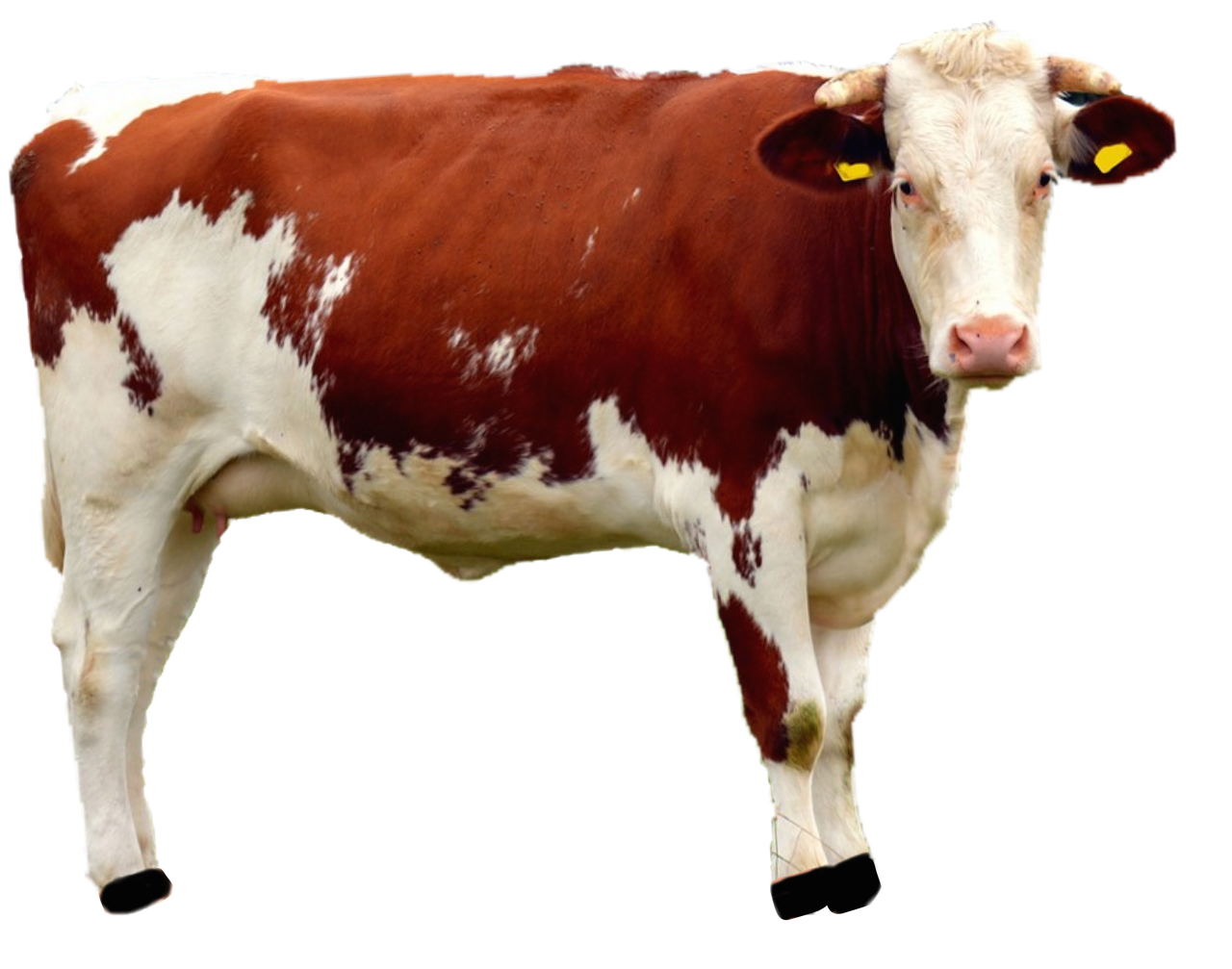 isolated cow animal free photo