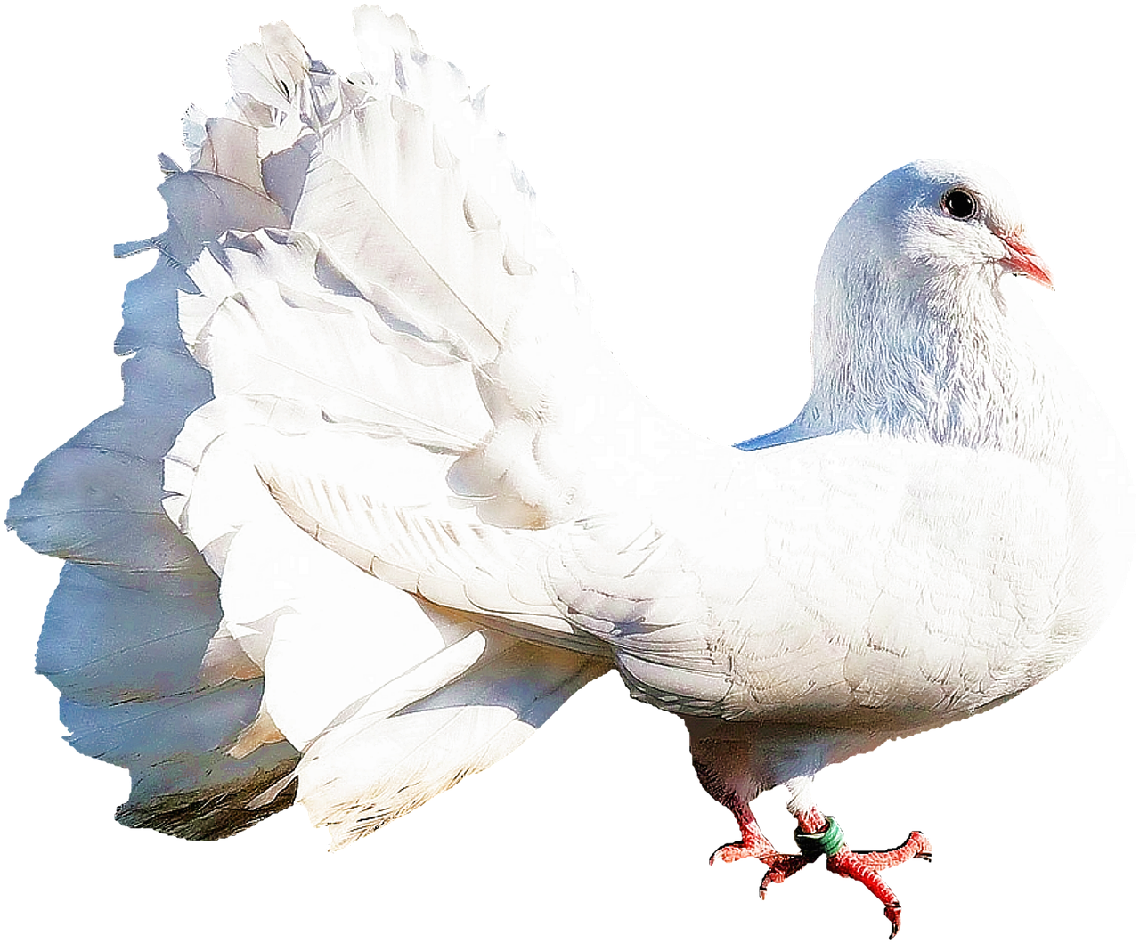 isolated white dove bird free photo