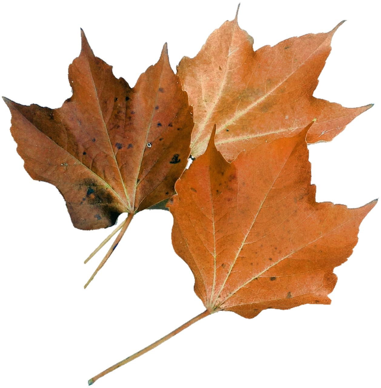 isolated maple leaf nature free photo
