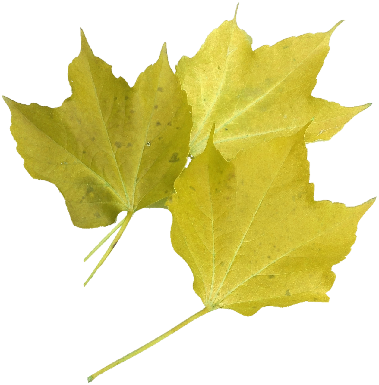 isolated yellow maple leaf nature free photo