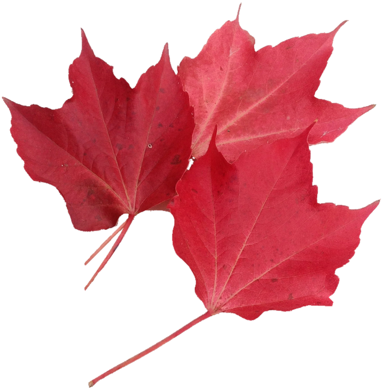 isolated red maple leaf nature free photo