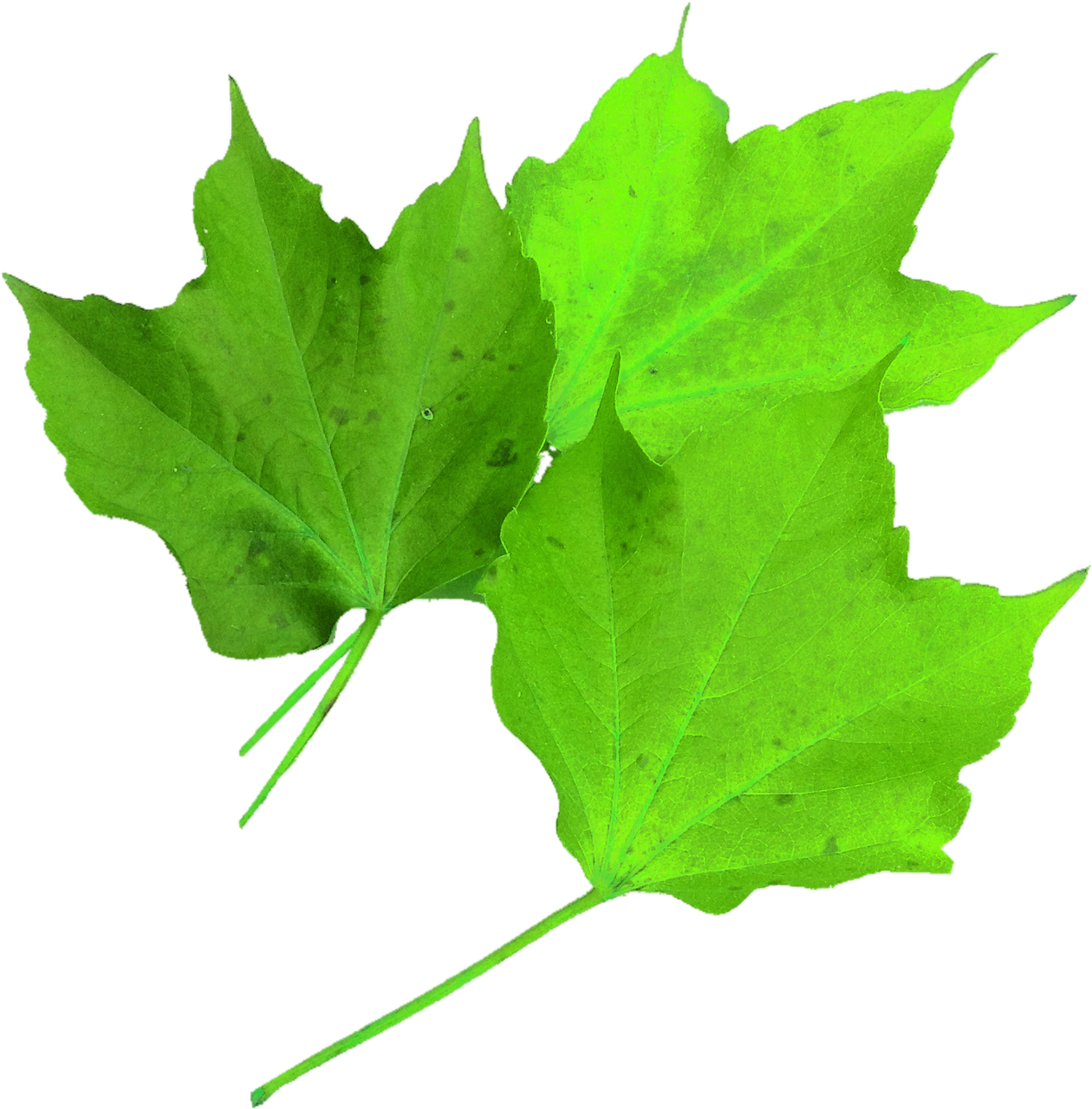 isolated maple leaf green nature free photo