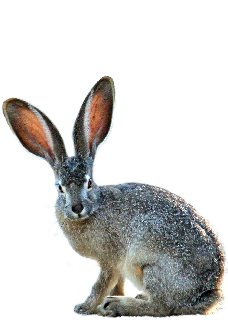 isolated hare nature free photo