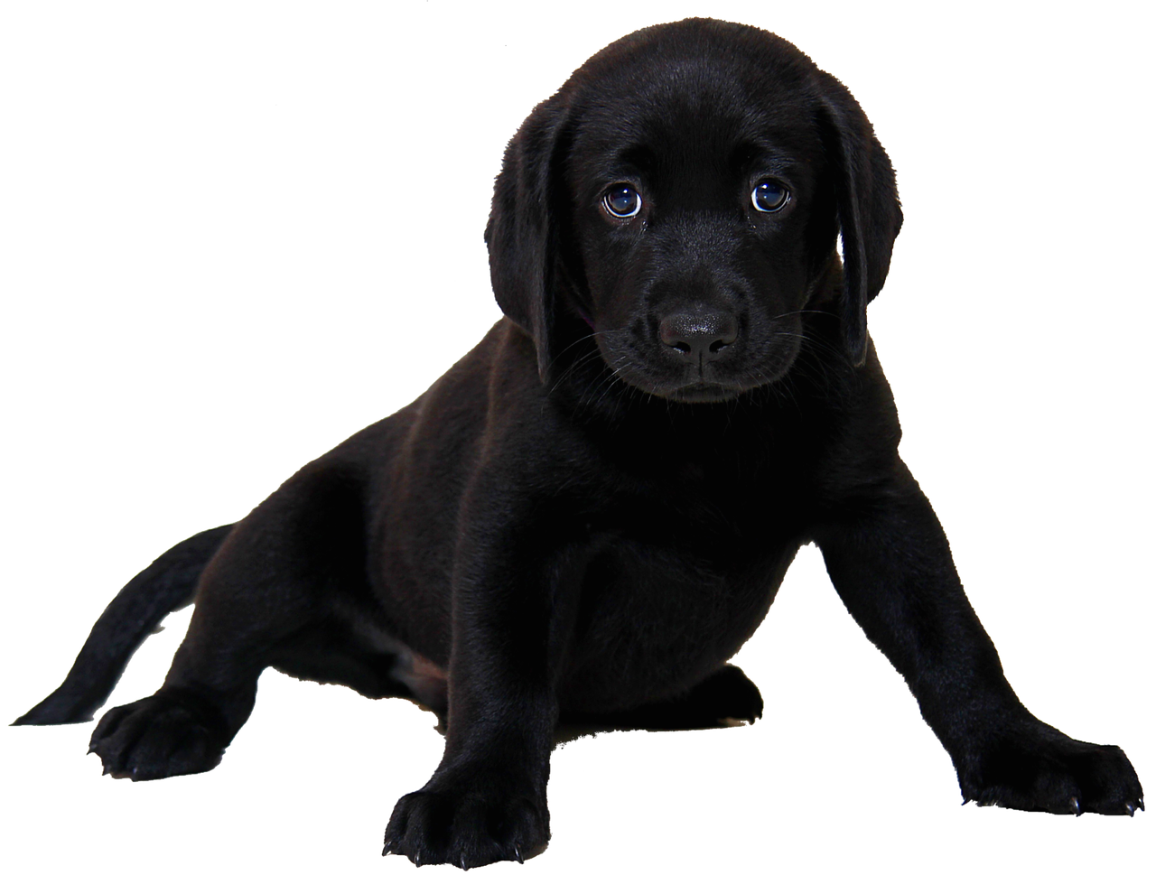 isolated labrador dog free photo