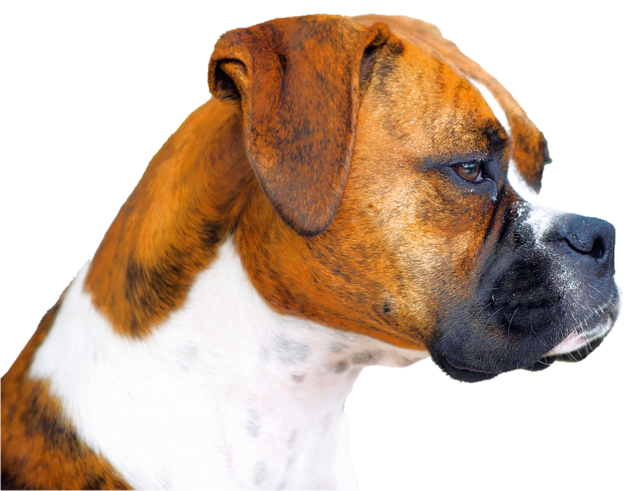 isolated boxer dog free photo