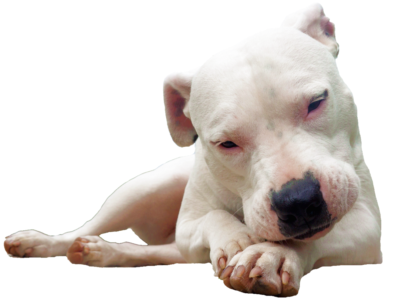 isolated bull terrier white free photo