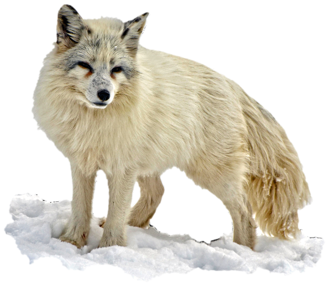 isolated arctic fox wilderness free photo