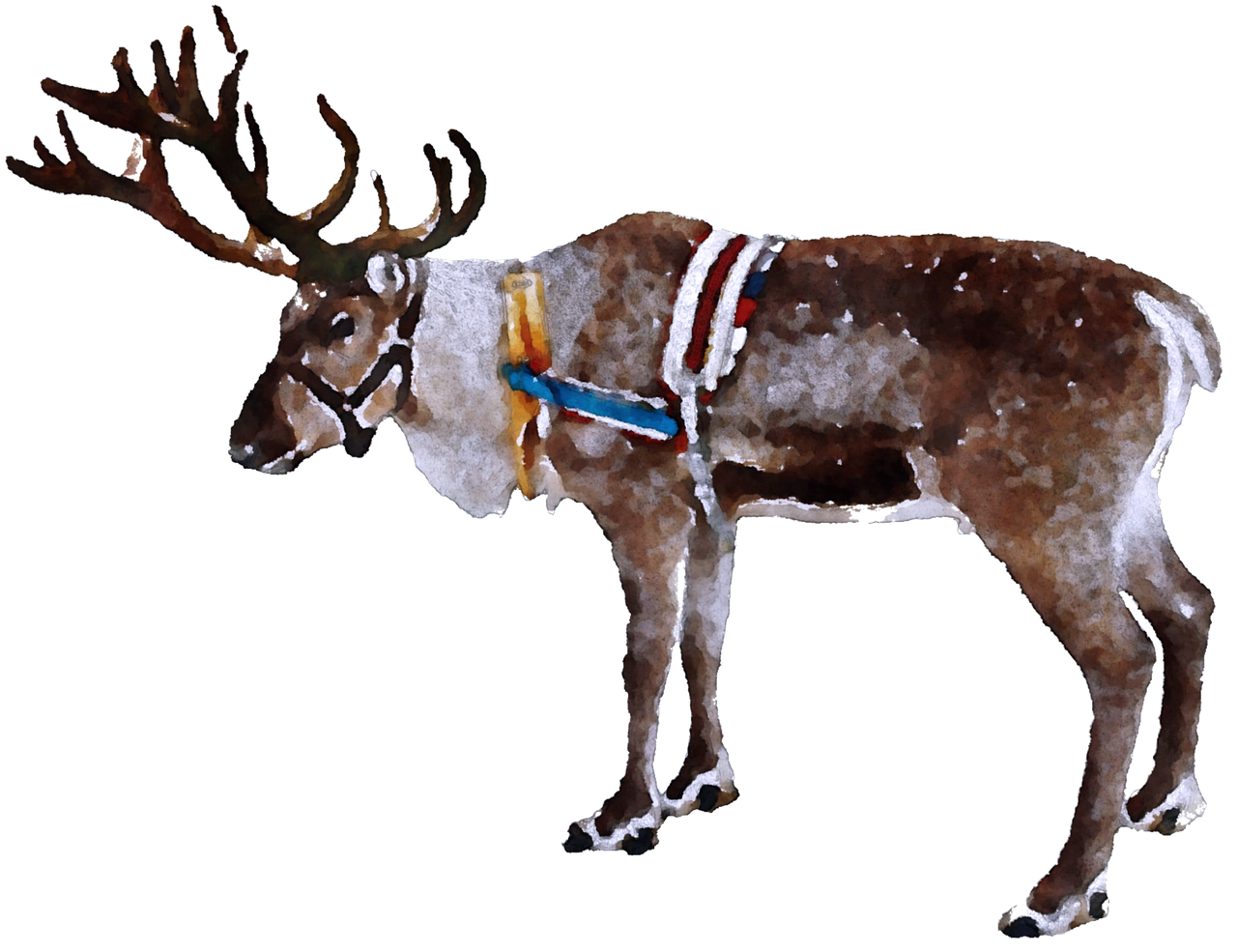isolated moose christmas free photo
