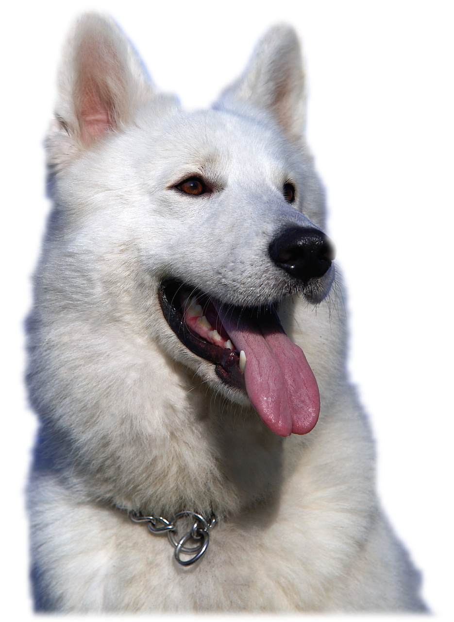 isolated white shepherd dog animal free photo