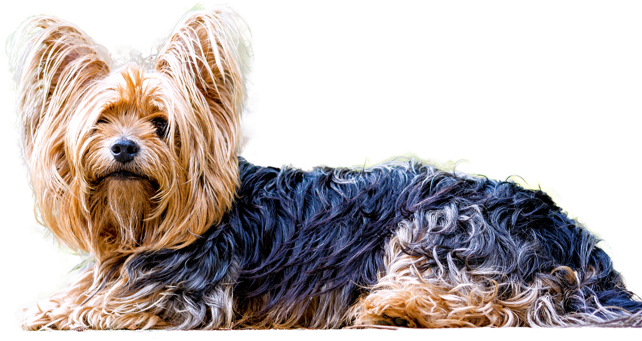 isolated yorkshire terrier dog free photo