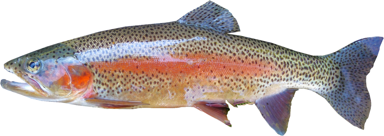 isolated rainbow trout freshwater free photo