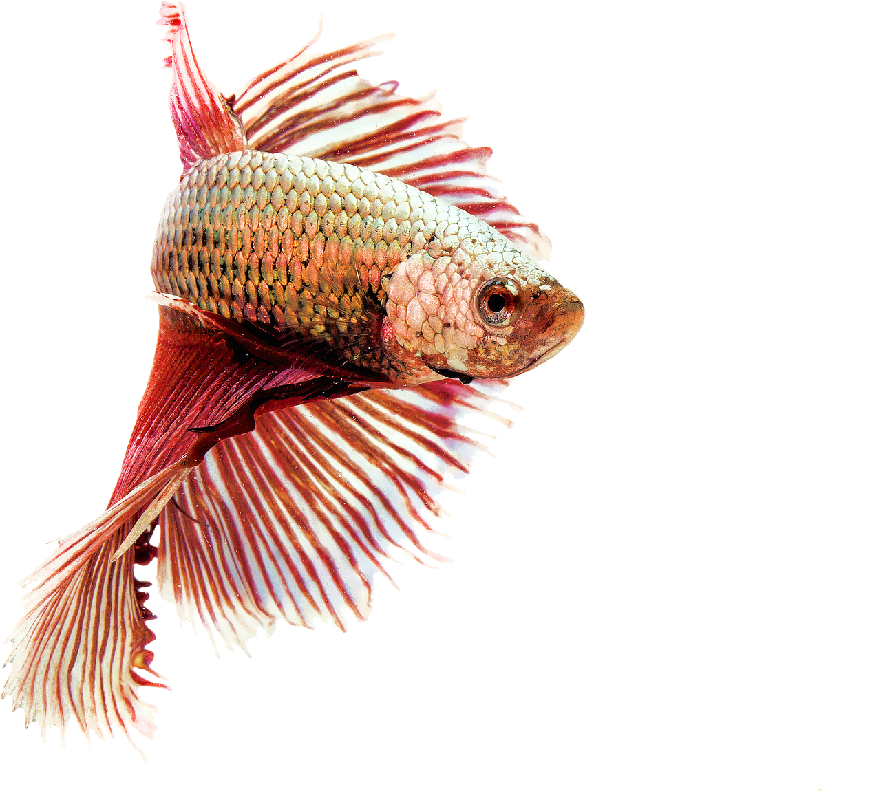 isolated fighting fish red free photo