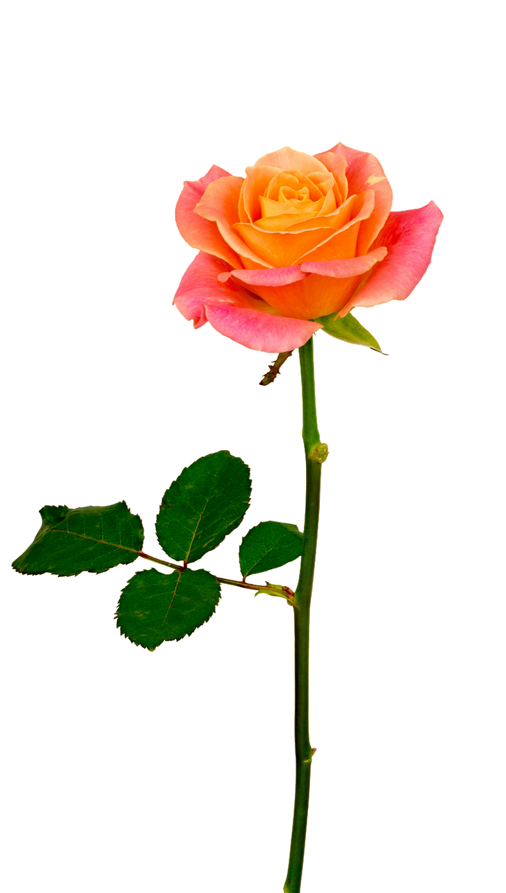 isolated rose orange free photo