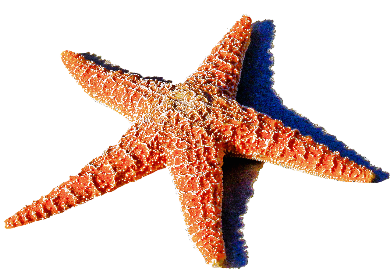 isolated starfish red sea free photo
