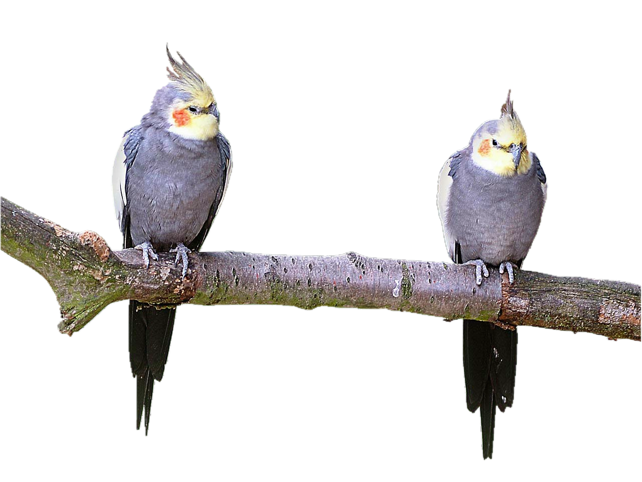 isolated parakeets birds free photo