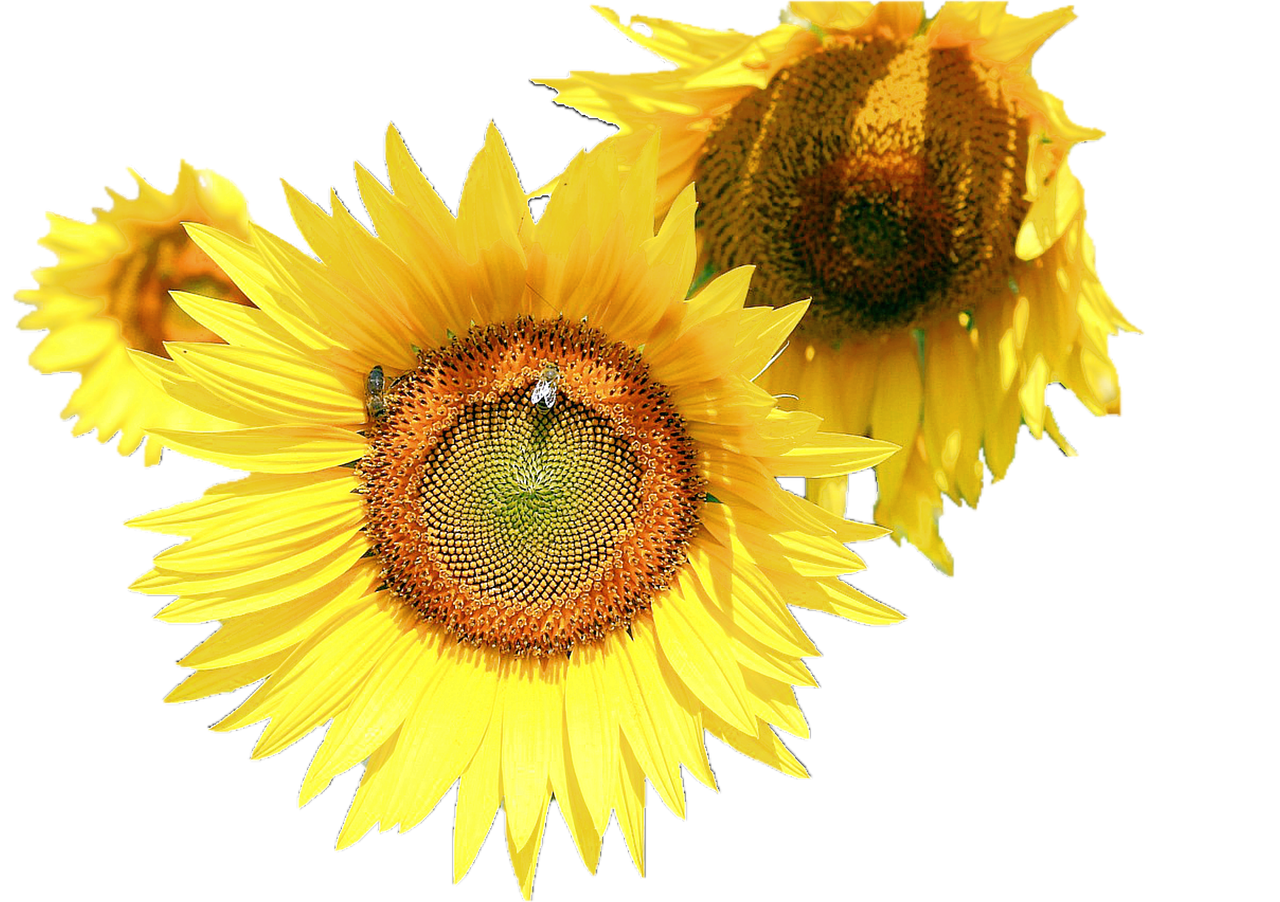 isolated sunflower plant free photo