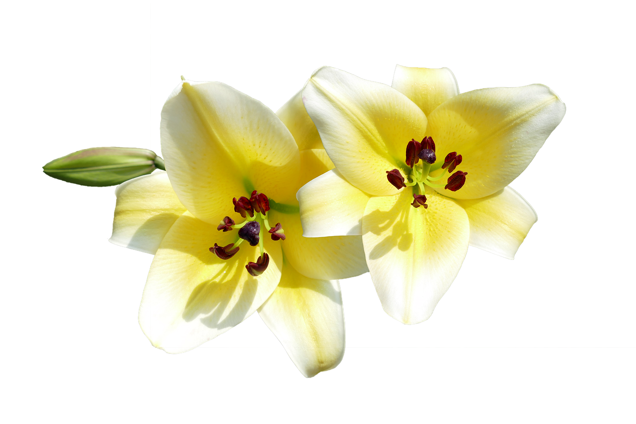 isolated cut out lilies free photo
