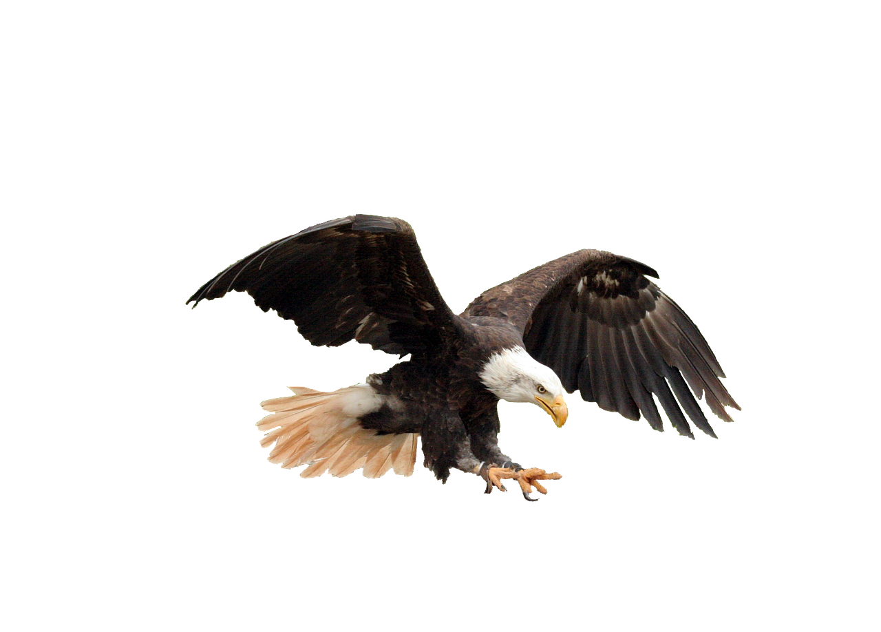 isolated bald eagle adler free photo