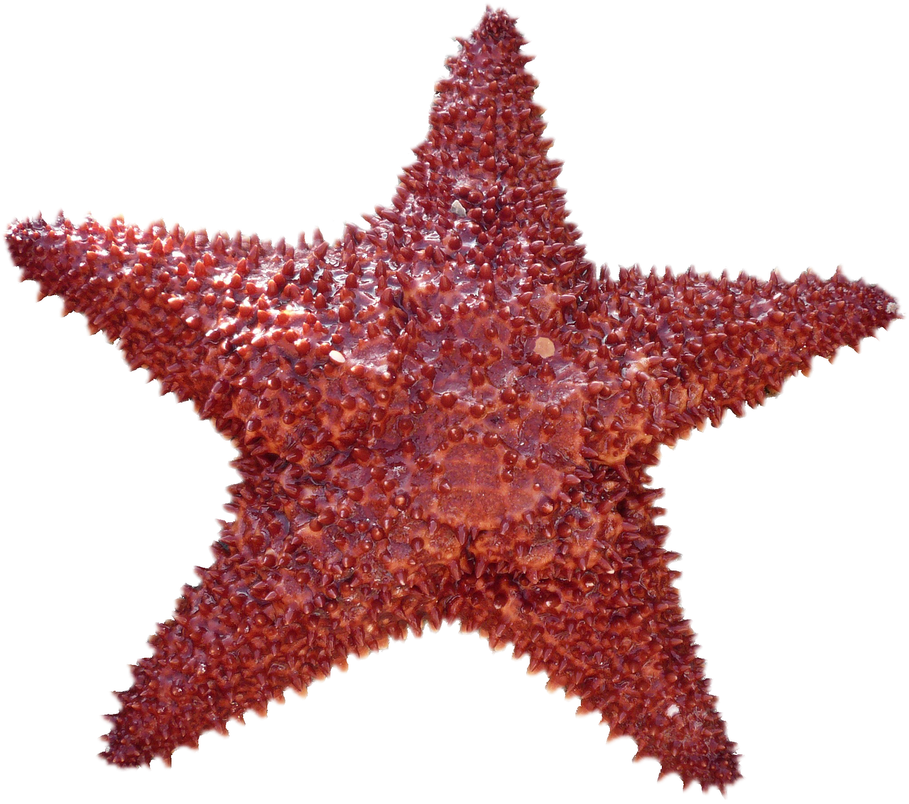 isolated starfish sea free photo