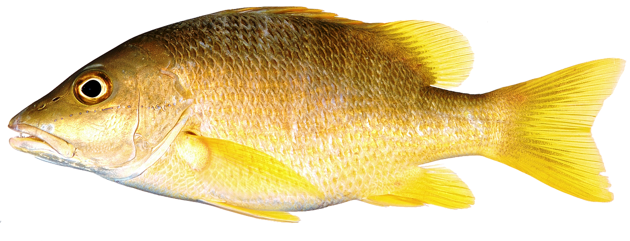 isolated fish yellow free photo
