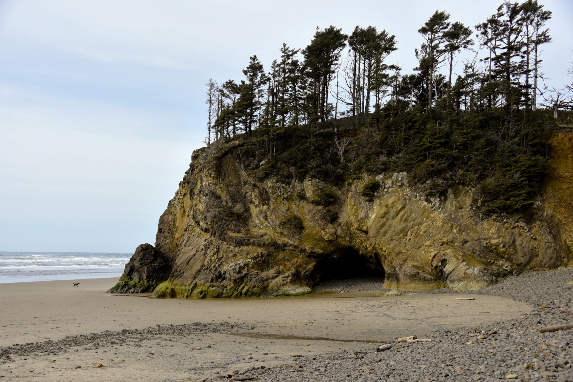 beach trees cave free photo