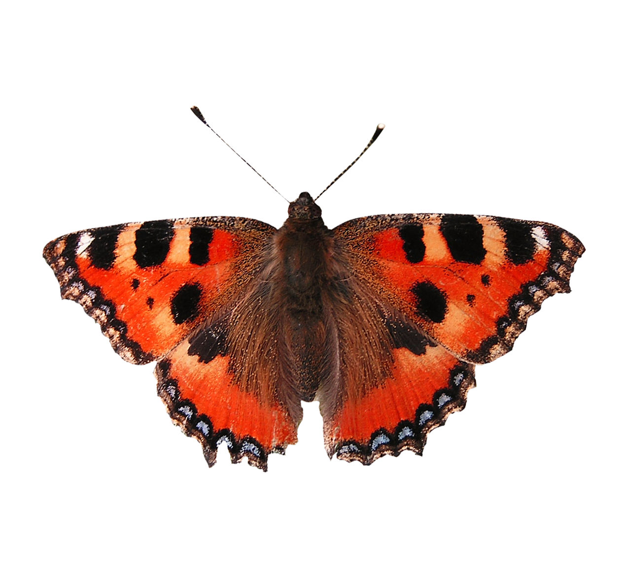 isolated butterfly butterfly butterfly isolated free photo