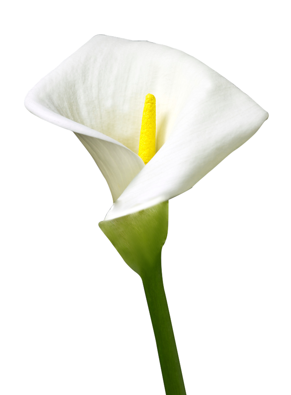 isolated lily lily flower free photo
