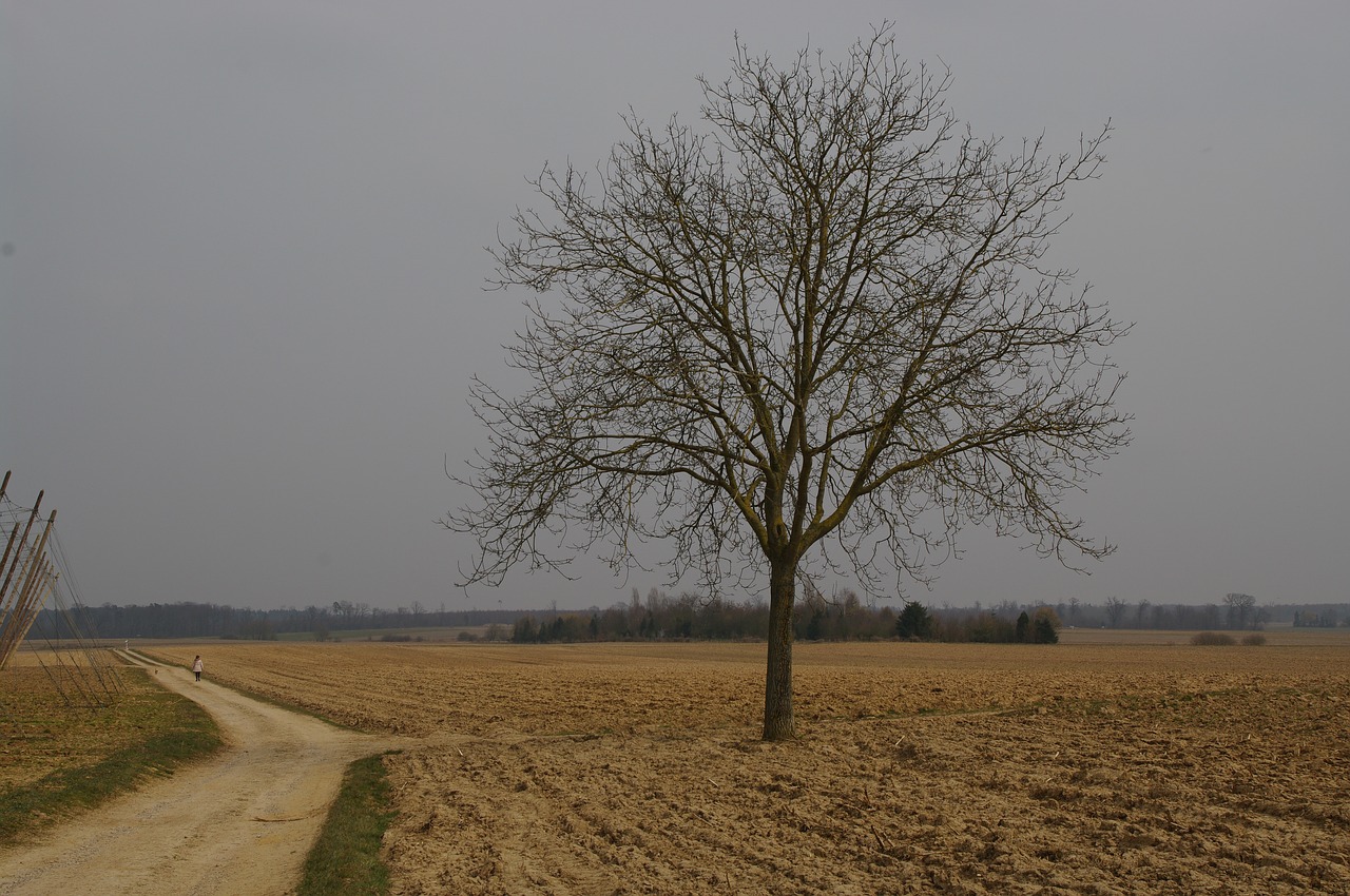 isolated tree path fields free photo