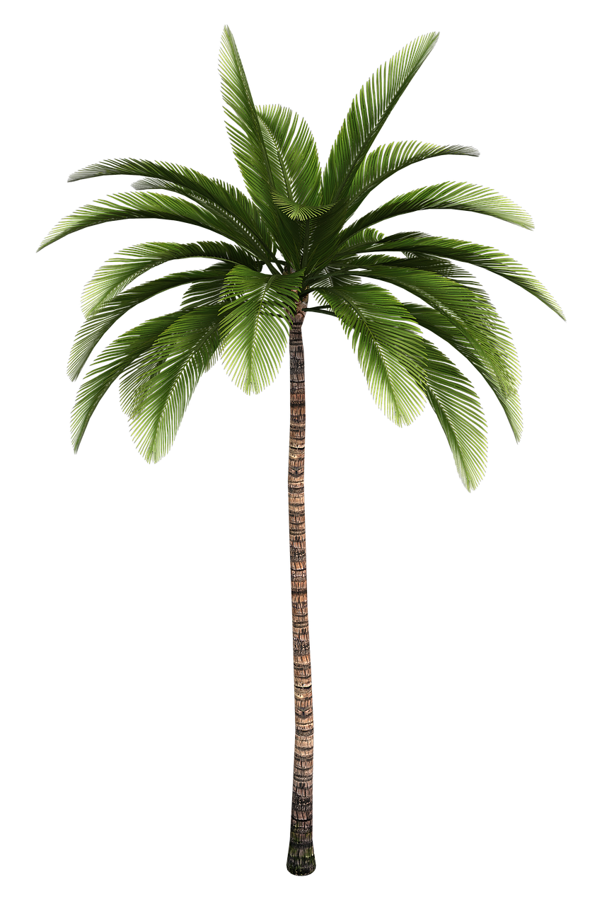 isolated tree tree palm free photo