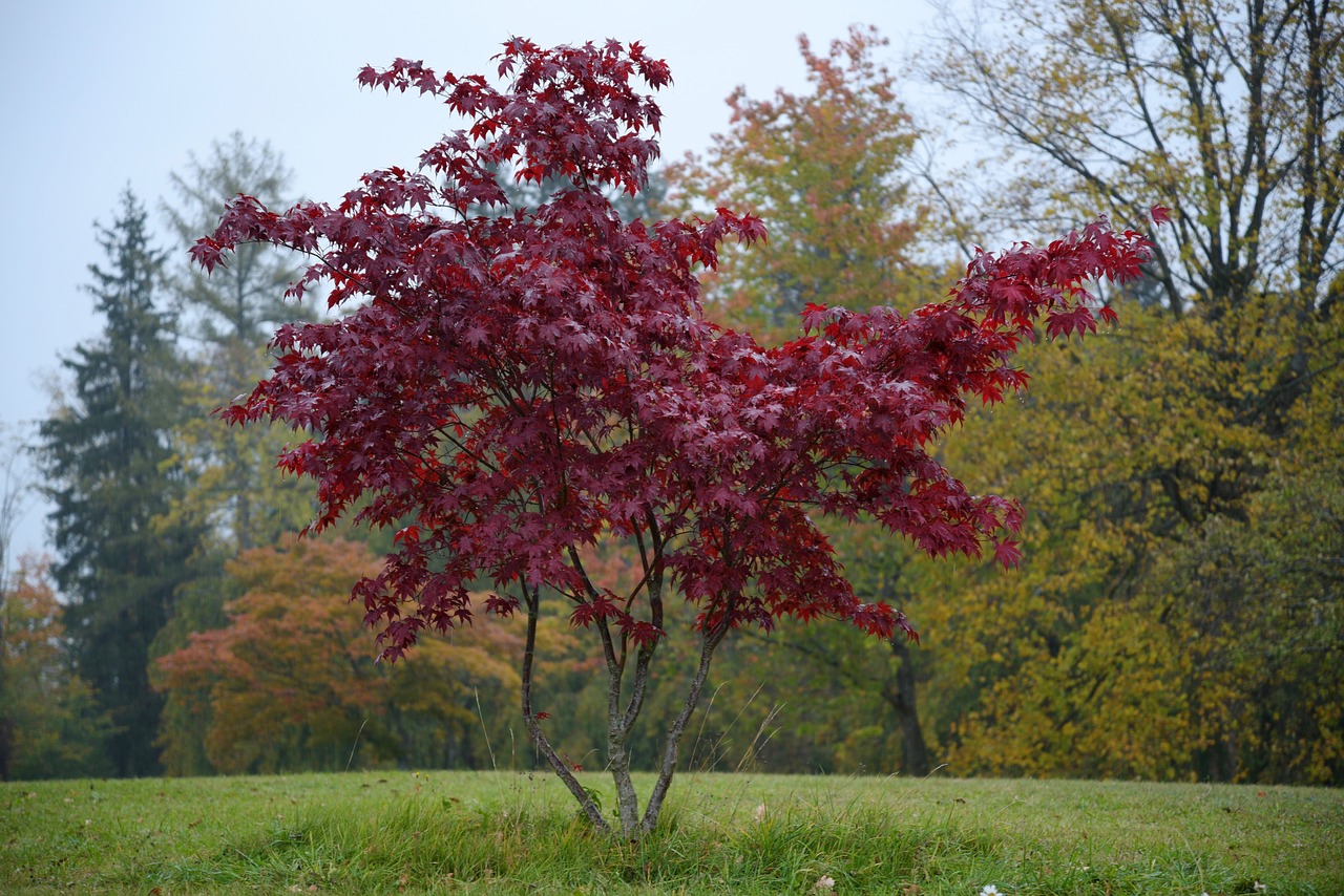 isolated tree  tree red  fall color free photo