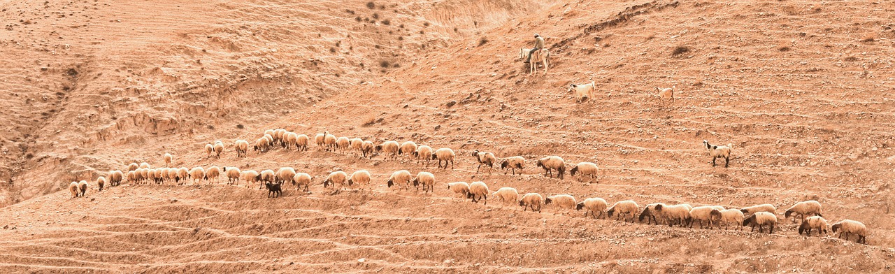 israel berger herd free photo
