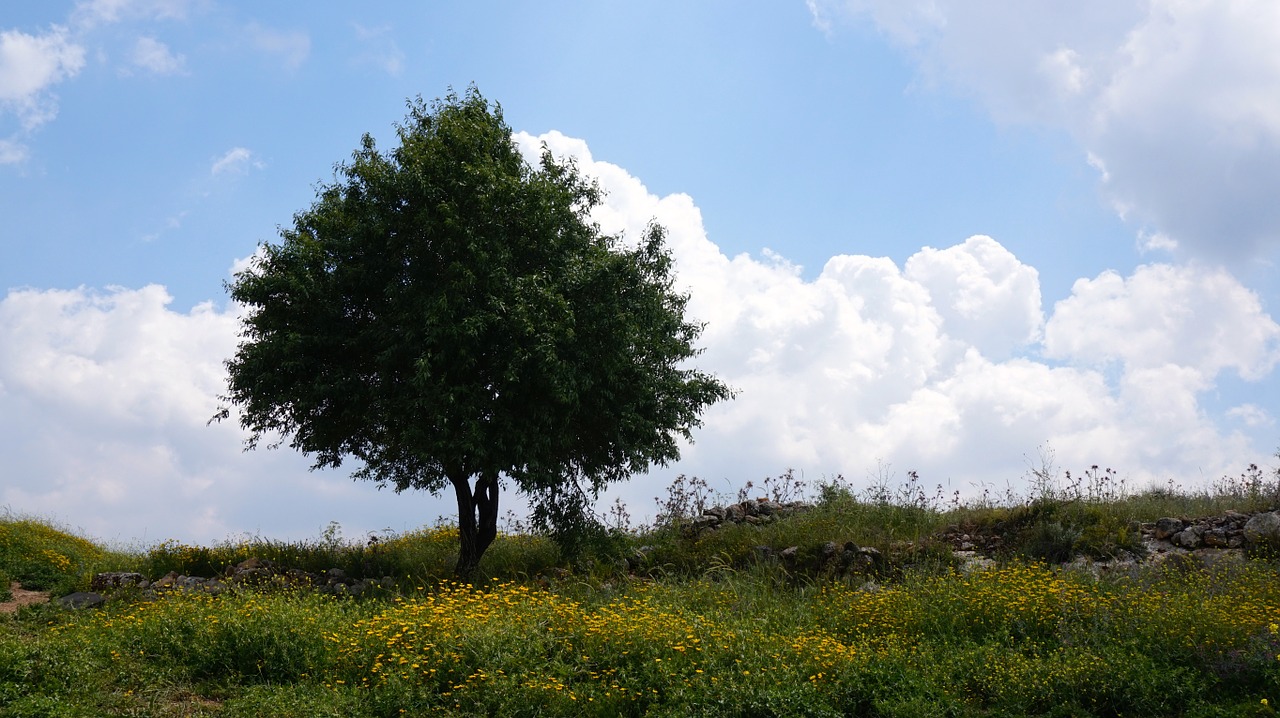 israel field clouds free photo