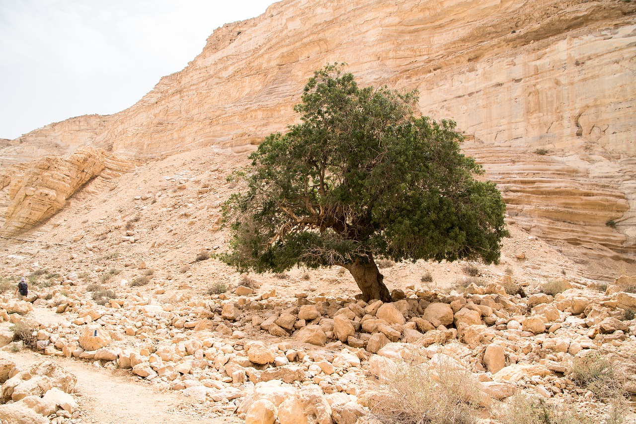 israel  desert  tree free photo