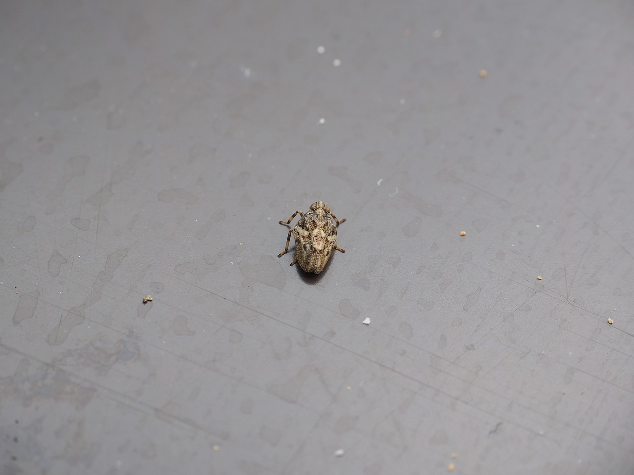issus coleoptratus insect cicada free photo