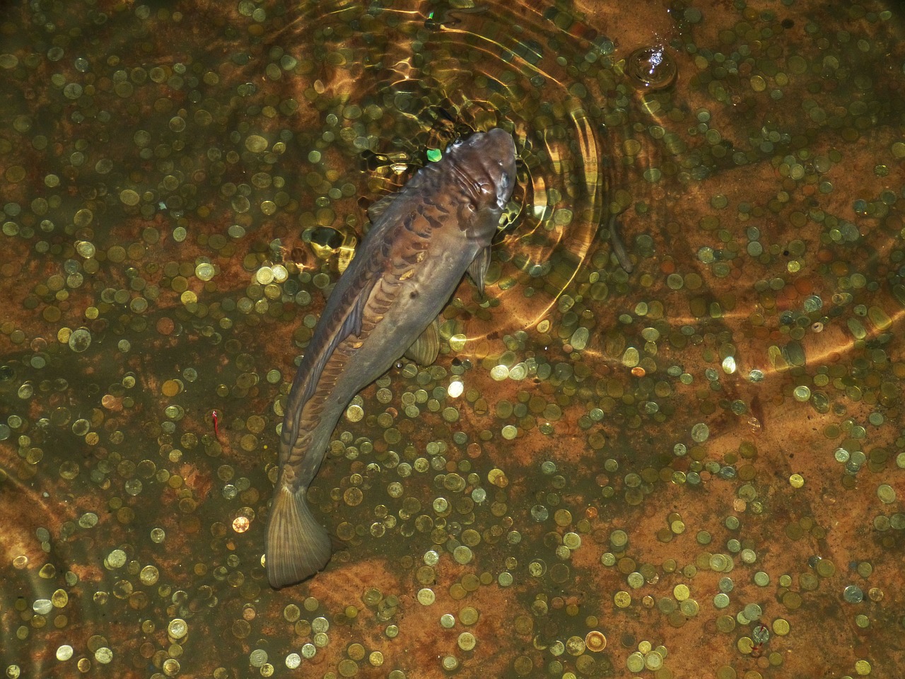 istanbul fish pond free photo