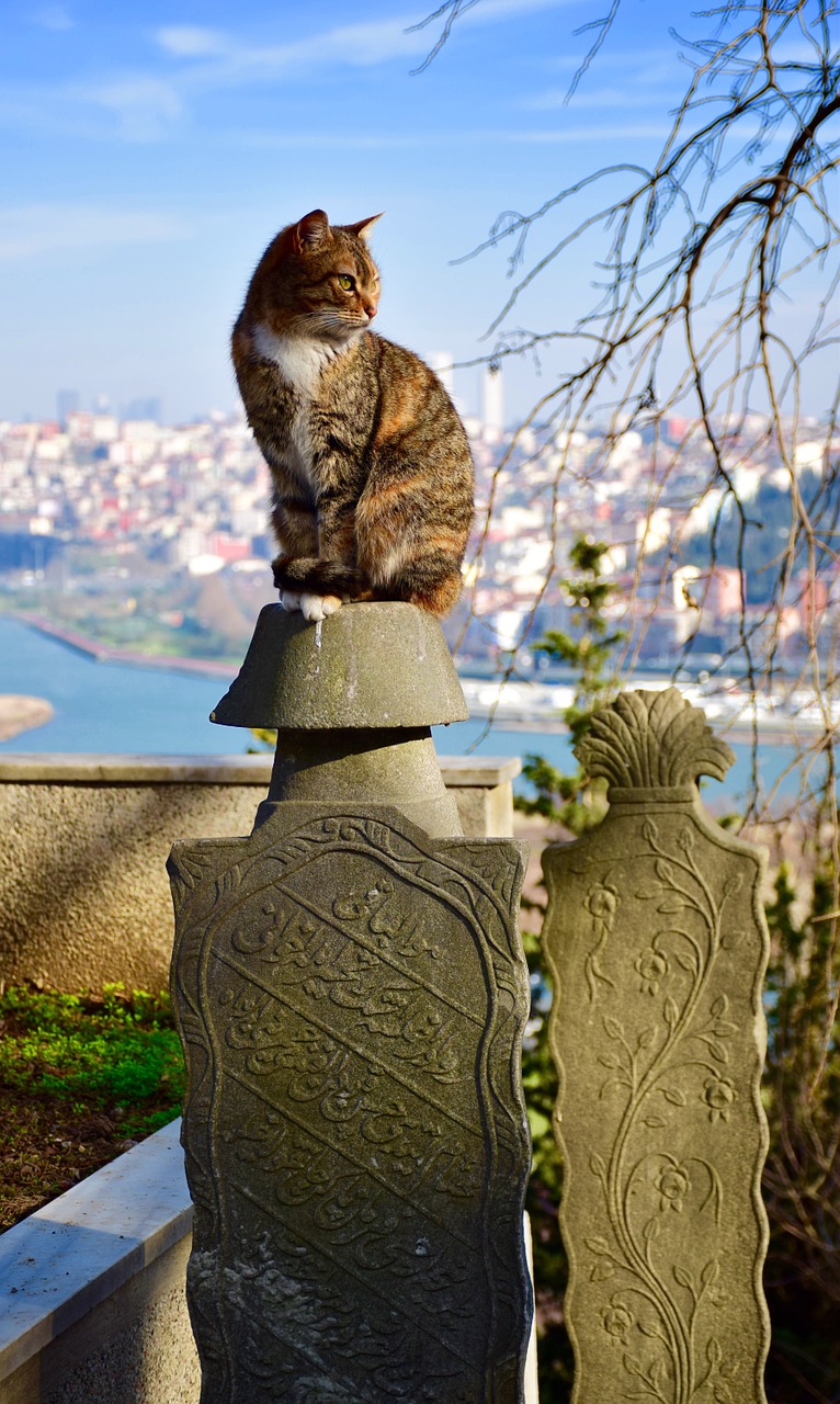 istanbul eyüp pierre loti free photo