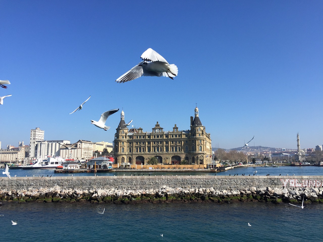 istanbul station seagull free photo