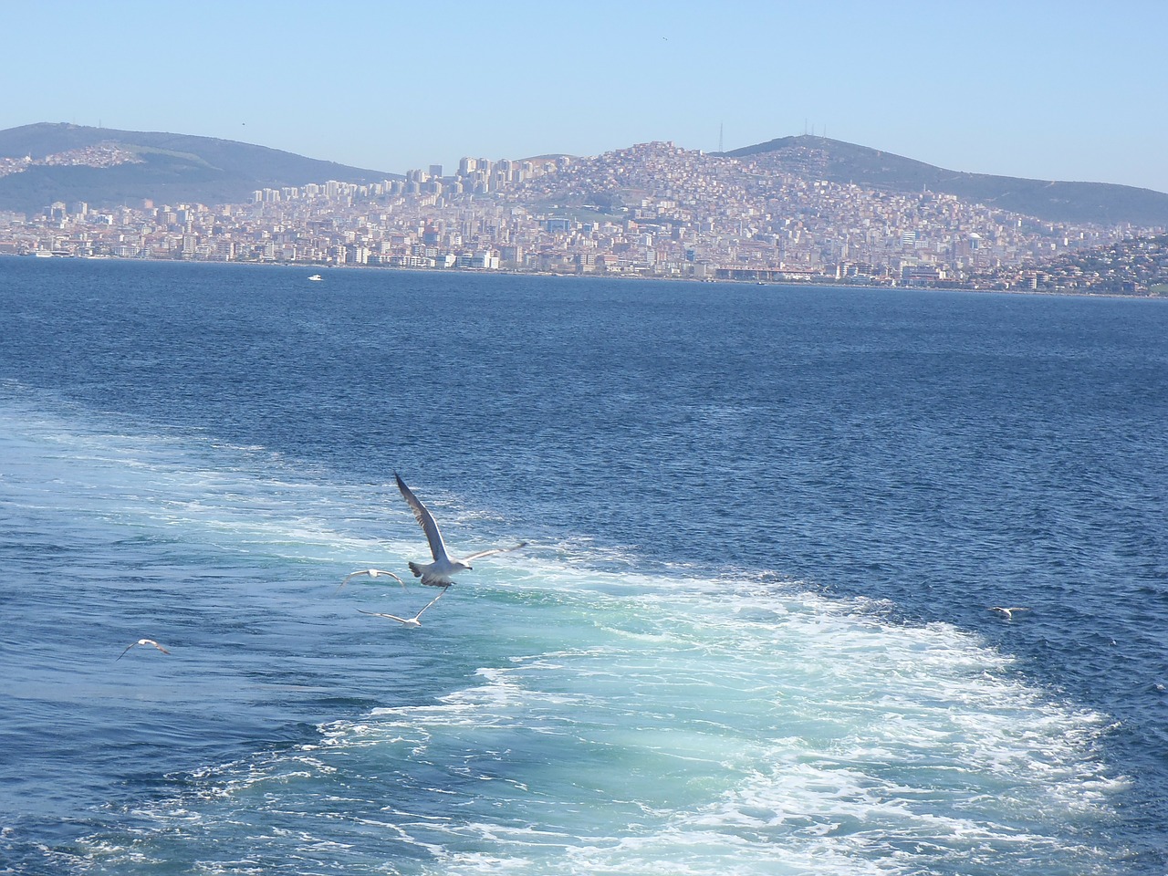 istanbul sea gulls free photo