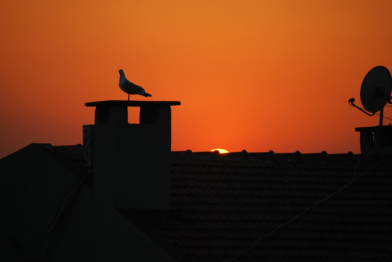 istanbul turkey seagull free photo