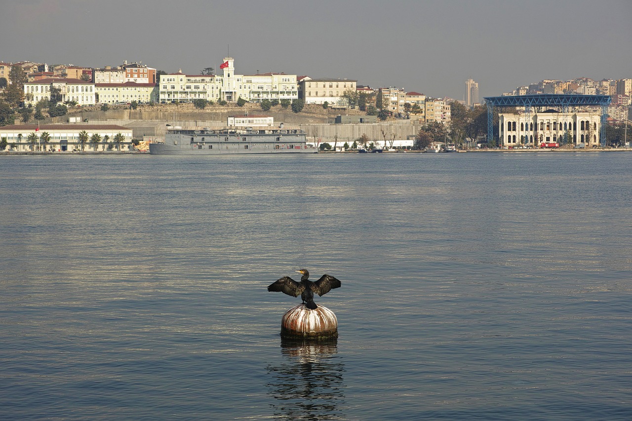 istanbul nature bird free photo